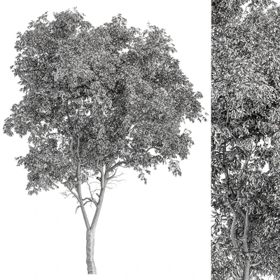 Broadleaf Tree - Tree Set 227 — Ver 4