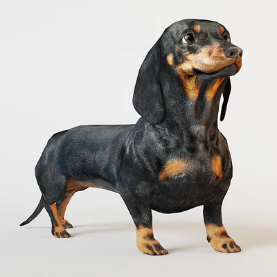 Black dachshund — Ver 2