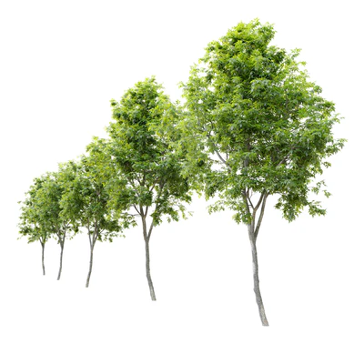 Fraxinus americana (White ash) 2 — Ver 3