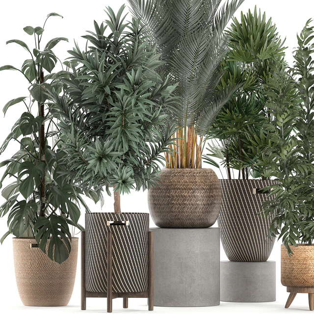 Collection of plants in flower wicker baskets with Monstera, bamboo bush, palm, Raphis Palm, Dracaena. Set 632. — Descargar