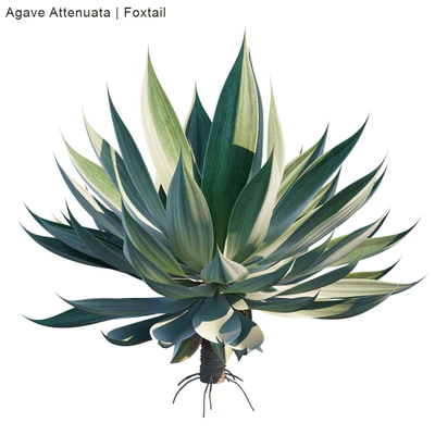 Agave Attenuata | Foxtail — Вид 2