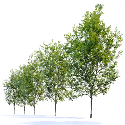 American Beech 4 — Ver 2