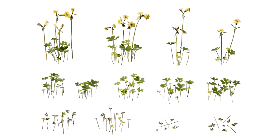 bermuda buttercup 001 — Descargar