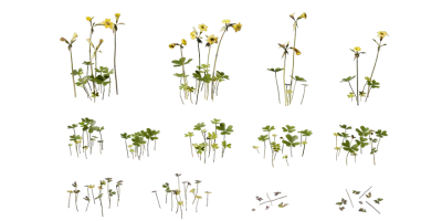 bermuda buttercup 001 — Descargar