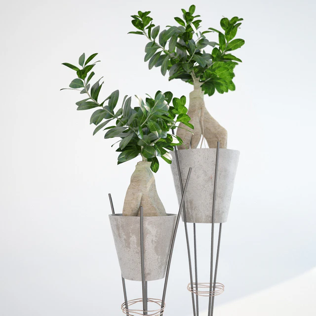 Ficus ginseng / Ginseng Ficus Ginseng — Descargar