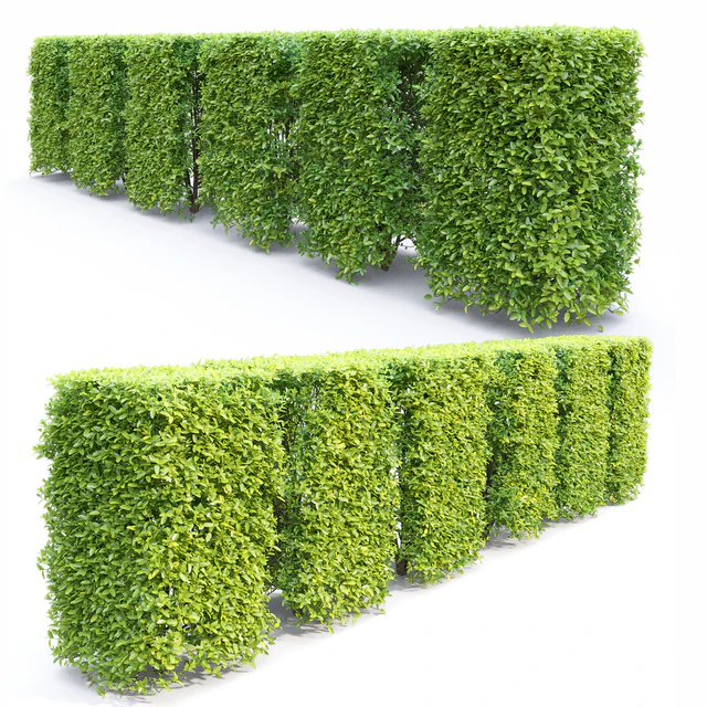 Ligustrum — Download