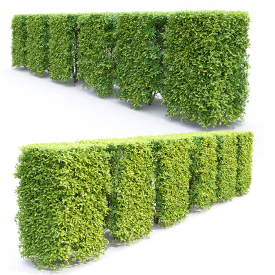 Ligustrum — View 3