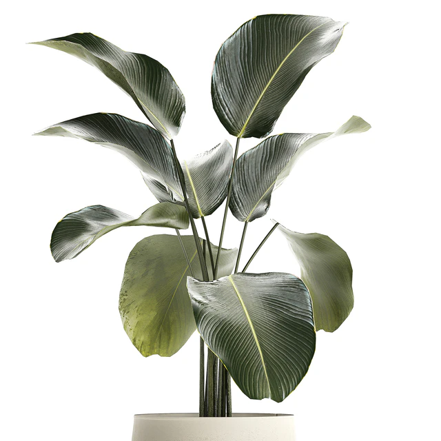 Exotic bush Calathea lutea in a pot, Strelitzia. Plants 1310 — Descargar
