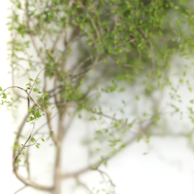 Plants in the light box vol 176 — Ver 4