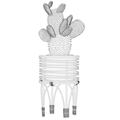 Plants collection 049 - Opuntia microdasys 04 — Вид 4