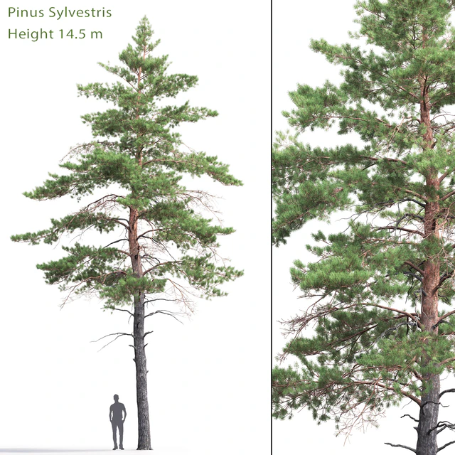 Pinus Sylvestris # 6 (14.5m) — Descargar