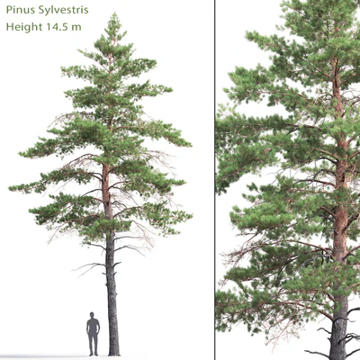 Pinus Sylvestris # 6 (14.5m) — Ver 1