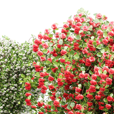 New Plant High detail Climbing Roses Wall Grow Top — Вид 4