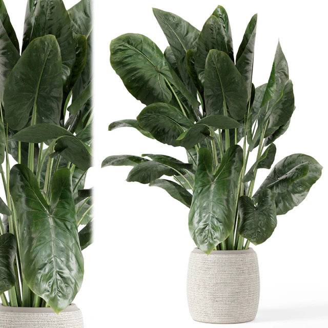 Indoor Plants in Handmade Stone Pot - Set 1797 — Descargar