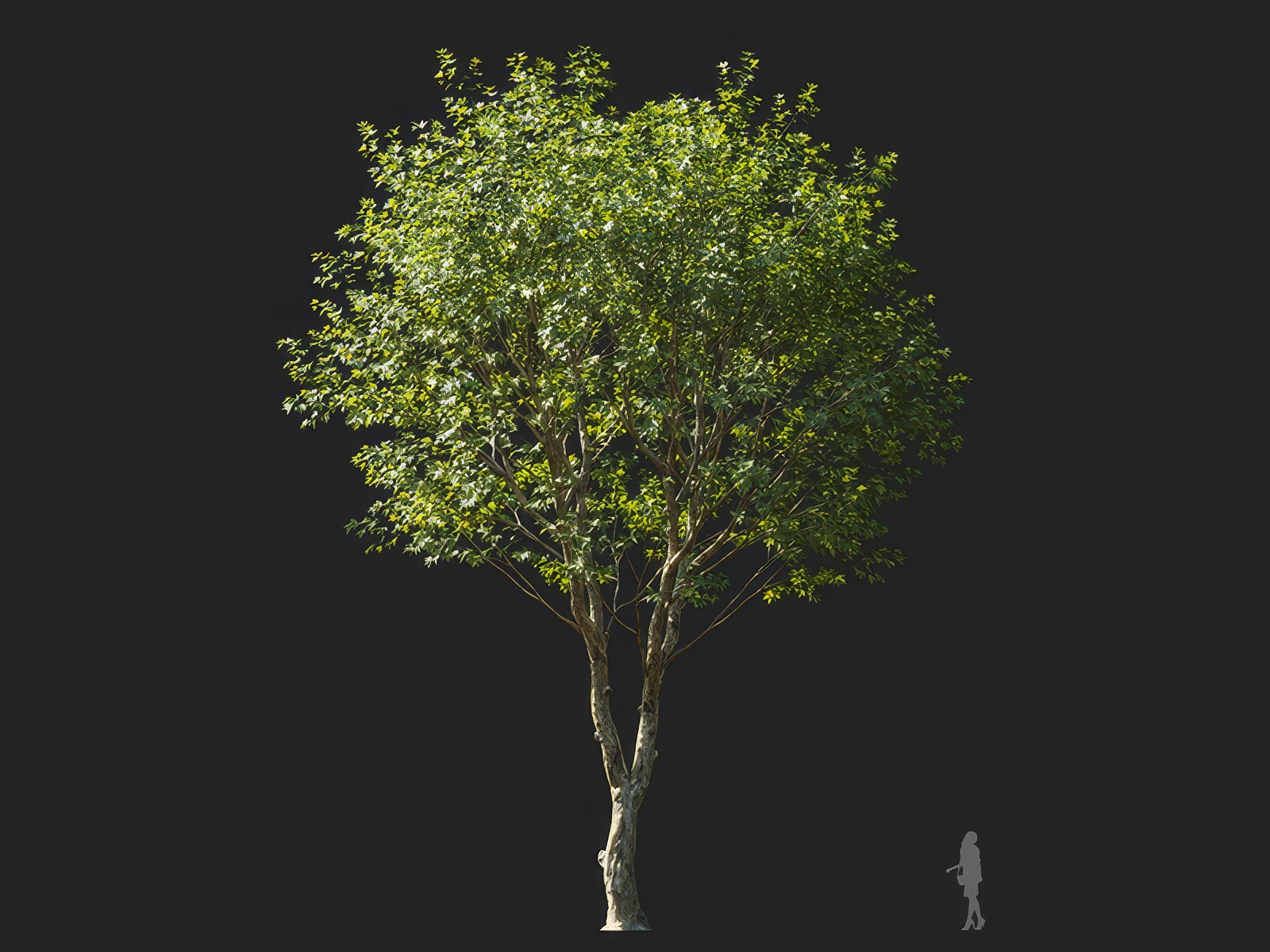 platanus orientalis 005 — Скачать