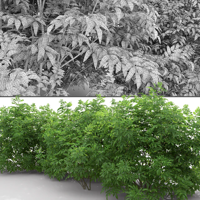 Бузина | Sambucus nigra # 3 — Скачать