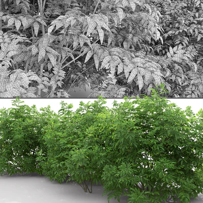 Бузина | Sambucus nigra # 3 — Вид 2