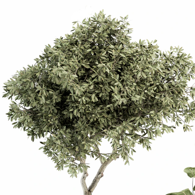 indoor Plant Set 264 - Plant Set in pot — Скачать