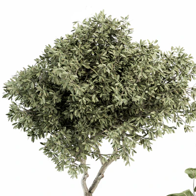 indoor Plant Set 264 - Plant Set in pot — Вид 5