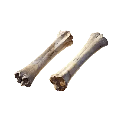 animal bone 001 — Descargar