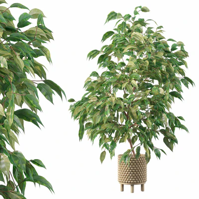 Plants collection 037 - Ficus benjamina 01 — Вид 1
