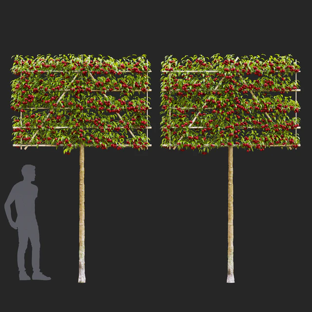 Apple tree on trellis | Malus fruit tree espalier — Descargar