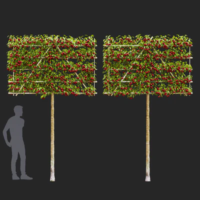 Apple tree on trellis | Malus fruit tree espalier — Ver 3