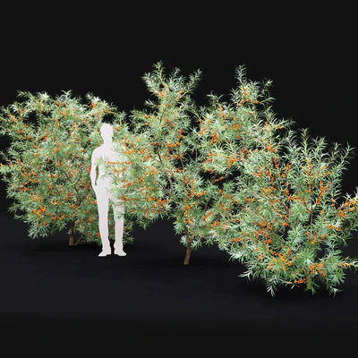 Sea Buckthorn | Hippophae # 2 — Ver 2
