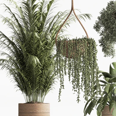 Indoor Plant Set 57 — Вид 5