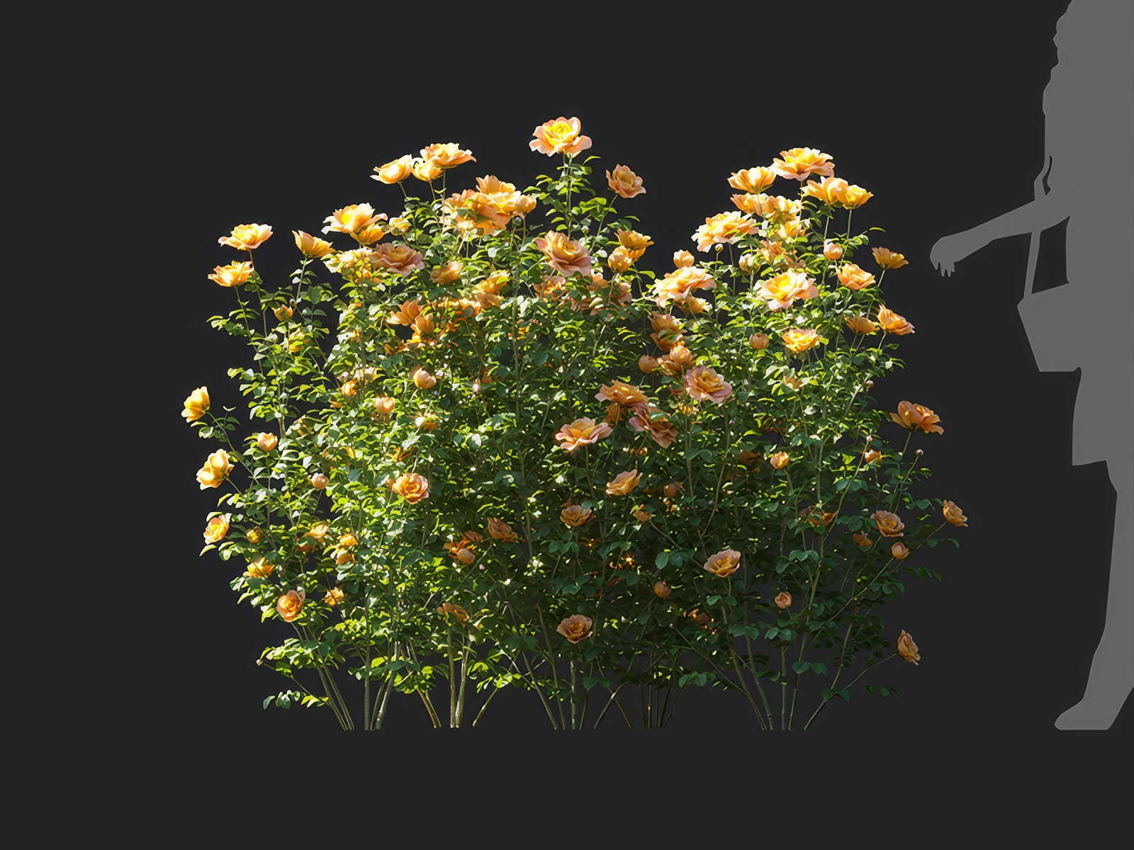 champagne rosa 004 — Descargar