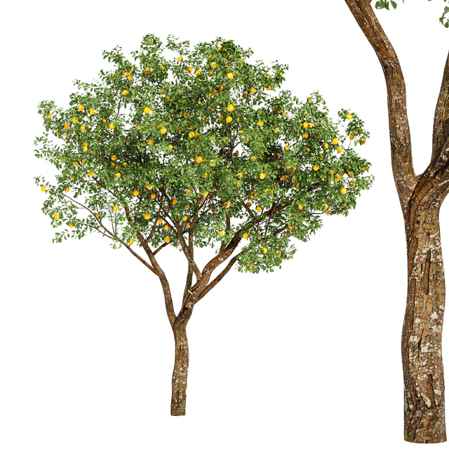 fruit trees-orange — Скачать
