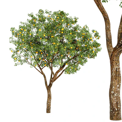 fruit trees-orange — Вид 1