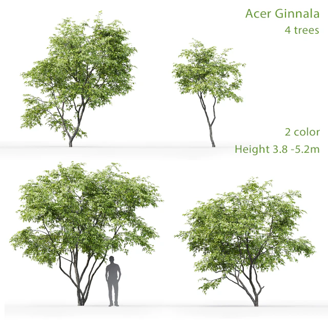 Acer Ginnala — Descargar