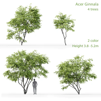 Acer Ginnala — Ver 1