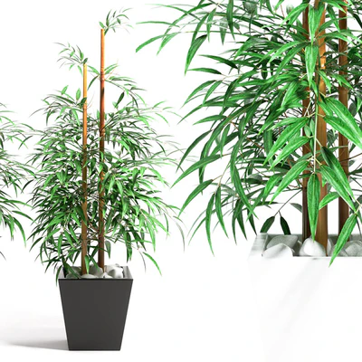 BAMBOO PLANT 11 — Descargar