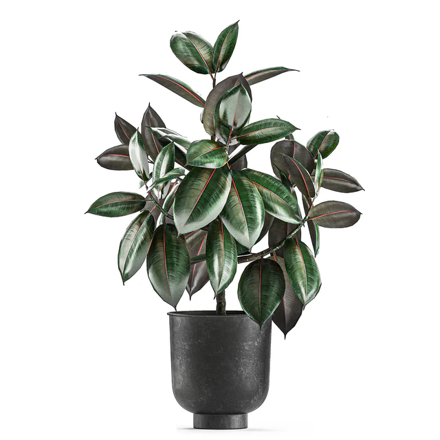Collection of decorative small trees in black pots Ficus Abidjan, robusta, elastica. Set 848. — Descargar