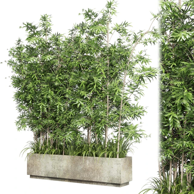 Collection Outdoor plant 49 concrete dirt old vase bax pot tree fern bamboo — Descargar