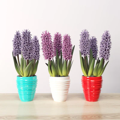 Hyacinth (Hyacínthus) — Descargar