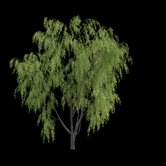 Salix babylonica - Weeping Willow 02 — Descargar