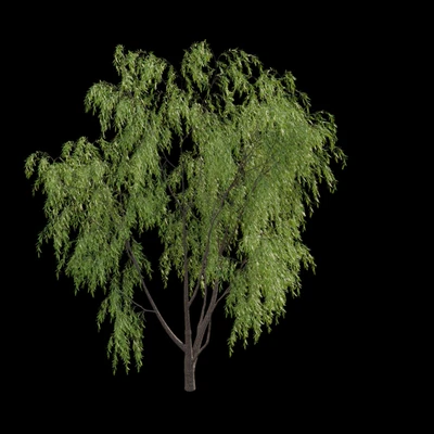 Salix babylonica - Weeping Willow 02 — Ver 3