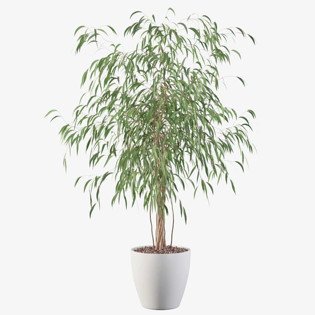 Plants collection 075 - ficus ali — Скачать