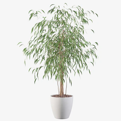 Plants collection 075 - ficus ali — Вид 3