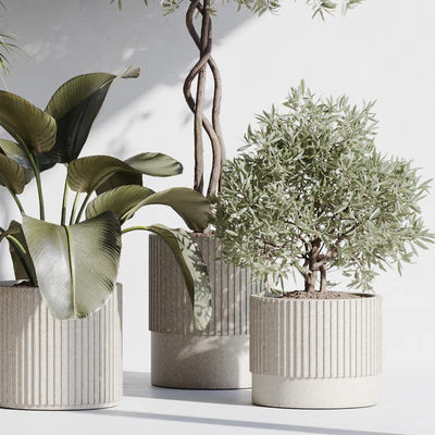 indoor plant set 71 — Вид 5