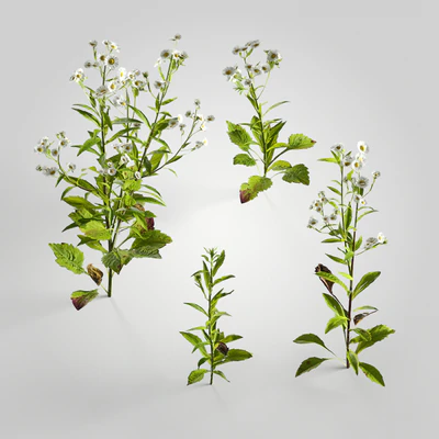 plants and weeds 008 — Descargar