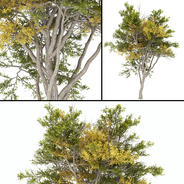 Tree 02 autumn — Скачать