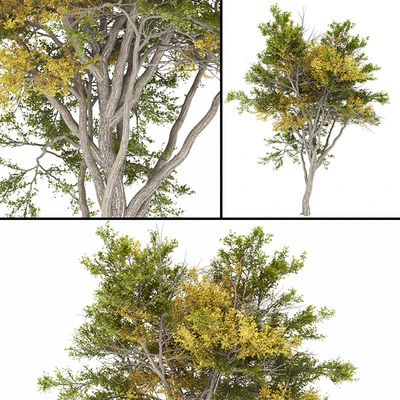 Tree 02 autumn — Вид 1
