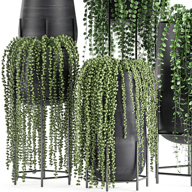 A collection of hanging plants in black pots on legs with Dyschidia, Rowley's Crossberry, Succulents, Rhipsalis. Set 549. — Descargar
