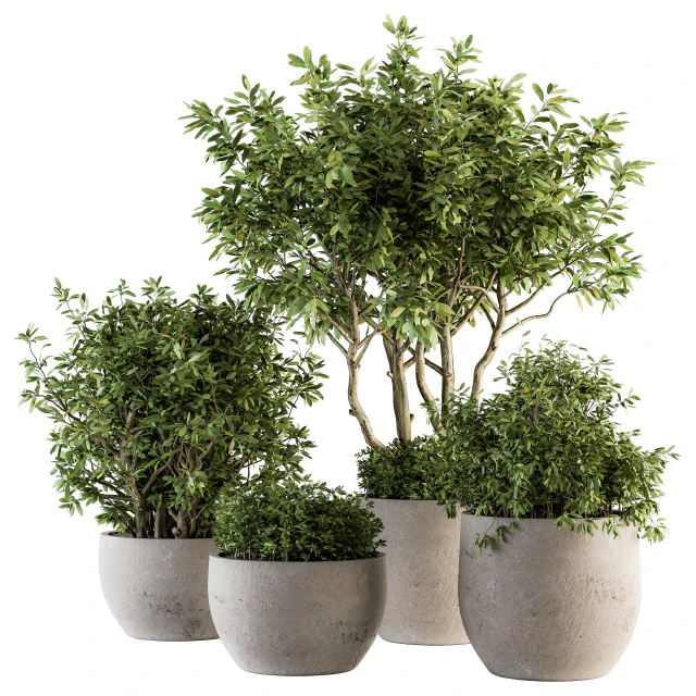 Outdoor Plants tree in Concrete Pot - Set 128 — Скачать