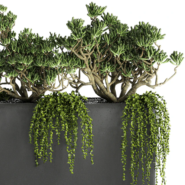 A collection of small exotic hanging succulents plants in black pots with a fat woman, Crassula. Set 811. — Descargar