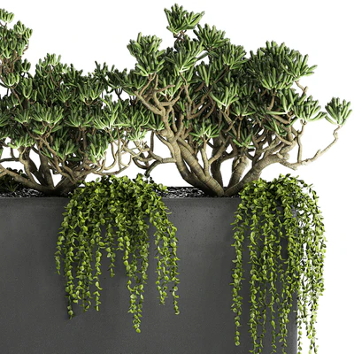 A collection of small exotic hanging succulents plants in black pots with a fat woman, Crassula. Set 811. — Ver 3